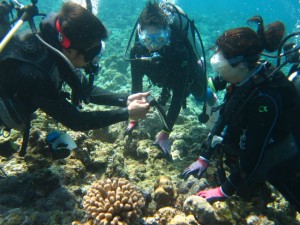 沖縄　ダイビング