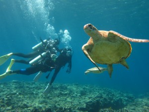 沖縄　ダイビング　アオウミガメ