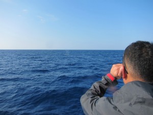 沖縄　ダイビング　クジラ