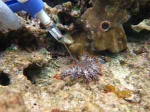 沖縄　ダイビング　オニヒトデ　駆除