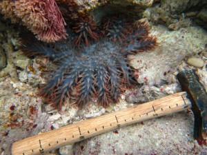 沖縄　ダイビング　オニヒトデ　駆除