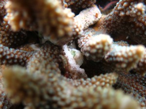 沖縄　ダイビング　レイシガイ　駆除