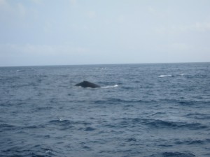 沖縄　ダイビング　慶良間　クジラ