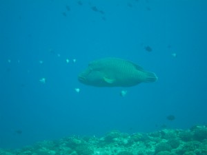 沖縄　ダイビング　粟国　ドリフト　ナポレオン