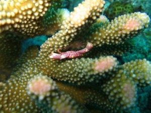 沖縄　ダイビング　青の洞窟　真栄田岬　アカホシサンゴガニ