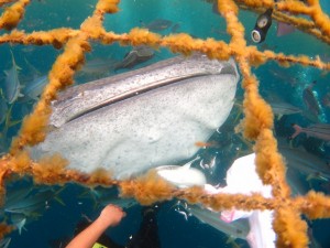 沖縄　ダイビング　ジンベエザメ