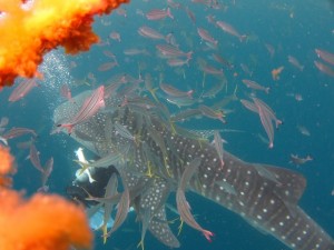 沖縄　ダイビング　ジンベエザメ