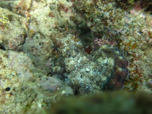 沖縄　ダイビング　砂辺　タコ