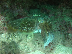沖縄　ダイビング　砂辺　コブシメ