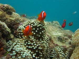 沖縄　ダイビング　砂辺　ハマクマノミ