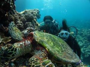 沖縄　ダイビング