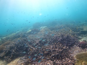 沖縄　ダイビング