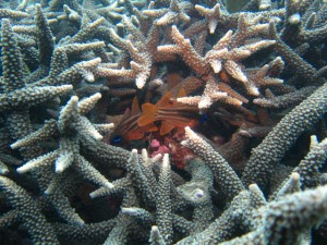 沖縄　ダイビング