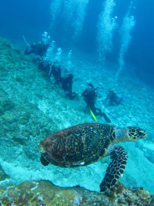 沖縄　ダイビング