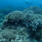 沖縄　ダイビング