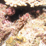 沖縄 ダイビング