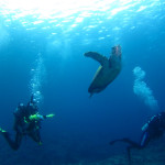 沖縄　ダイビング