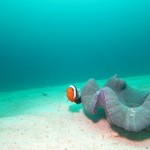 沖縄　ダイビング