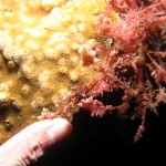 沖縄 ダイビング