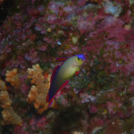 沖縄　ダイビング