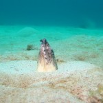 沖縄　ダイビング