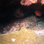 沖縄　ダイビング