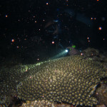 沖縄 ダイビング