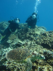 沖縄　ダイビング