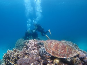 沖縄　ダイビング　アオウミガメ　慶良間