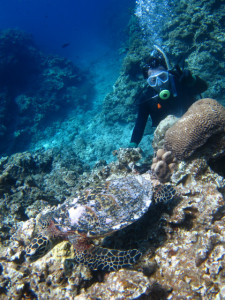 沖縄　ダイビング