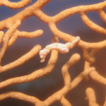 沖縄　ダイビング