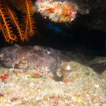 沖縄　ダイビング