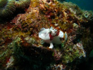 沖縄　ダイビング　クマドリカエルアンコウ　真栄田岬