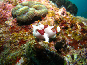 沖縄　ダイビング　クマドリカエルアンコウ　真栄田岬