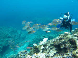 沖縄　ダイビング　慶良間