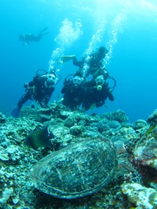 沖縄　ダイビング　慶良間　アオウミガメ