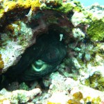 沖縄　ダイビング　慶良間　タコ