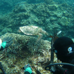 沖縄　ダイビング　慶良間　ウミガメ