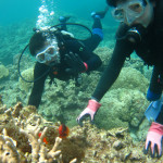 沖縄　ダイビング　慶良間　ハマクマノミ