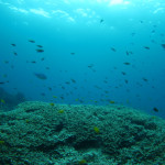 沖縄　ダイビング　慶良間