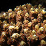 沖縄　ダイビング　珊瑚　産卵