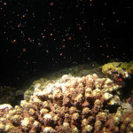 沖縄　ダイビング　サンゴ　産卵