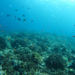 沖縄　ダイビング　慶良間