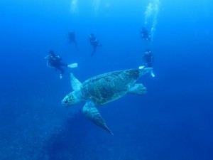 沖縄 ダイビング