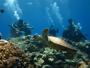 沖縄　ダイビング