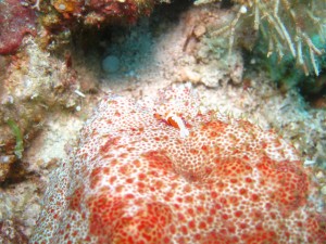 沖縄　ダイビング