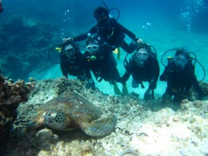 沖縄 ダイビング ウミガメ 慶良間