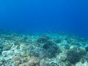 沖縄　ダイビング