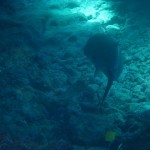 沖縄 ダイビング