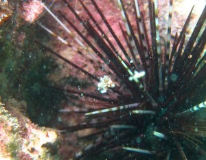 沖縄　ダイビング